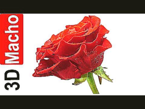 Red rose 3D image Красная роза 3Д Рисунок