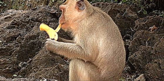Свинка Пеппа кормит обезьян. Зоопарк для детей. Знакомство с животными. Обучающий мультфильм