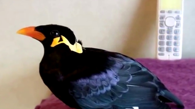 Птица разговаривает на японском