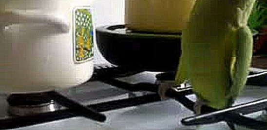 Видеоклип Кеша зеленый попугай хочет есть! Прикол 