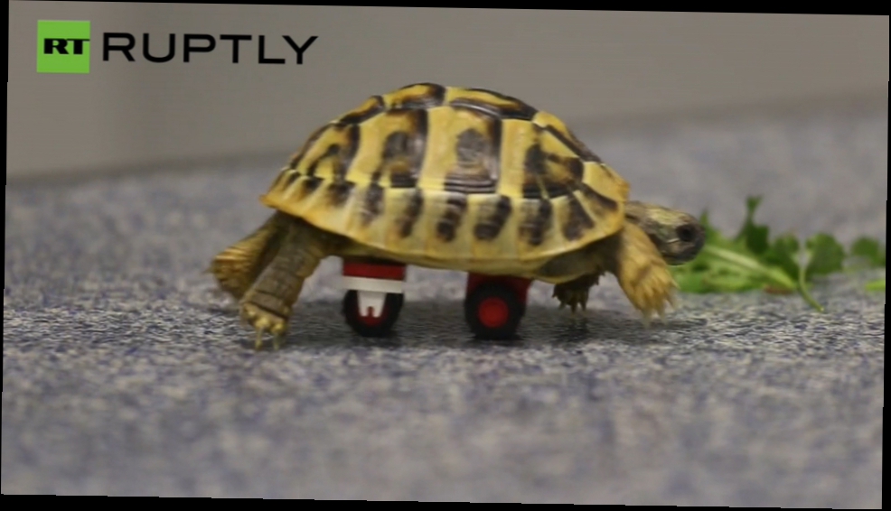 Видеоклип Черепаха на колесиках Lego