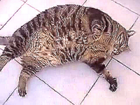 ШОК: Этот жирный кот настолько зажрался  что хочеться ржать до слез  Умора!