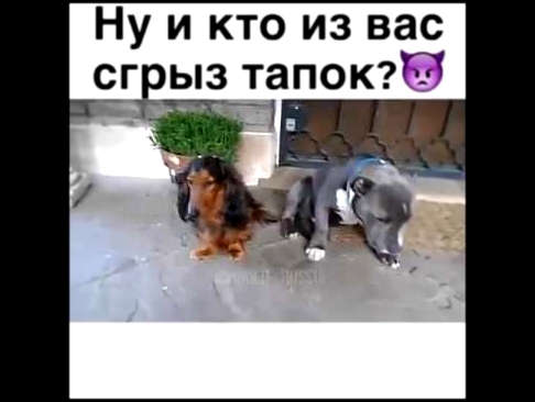 Ну и кто из вас сгрыз тапок ?