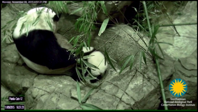 Маленькая панда делает первые шаги
