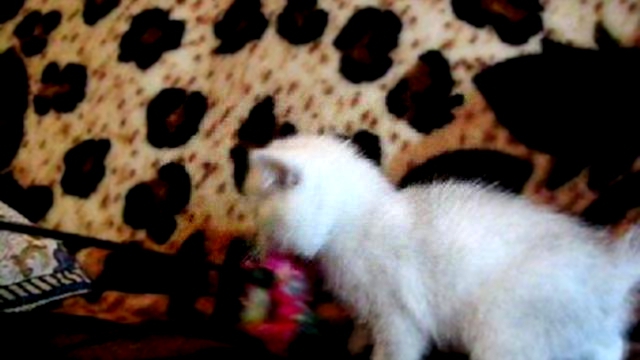 Видеоклип Британский котенок Вальтер Мон Ами