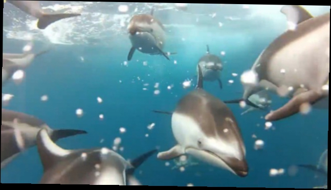 Видеоклип Под водой с дельфинами 