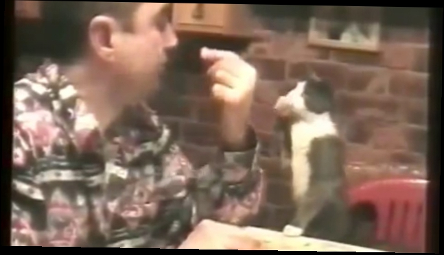 Кот, используя язык знаков, просит кушать