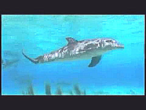 Видеоклип Все дельфины в ураган уплывают в океан