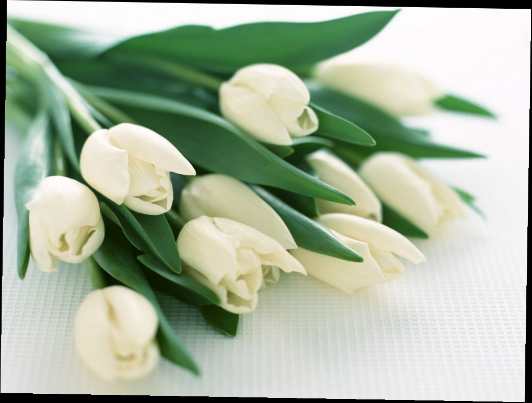 белые тюльпаны Тюльпаны сорта Сноу Леди 