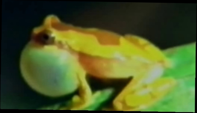 Видеоклип Резонаторы у самцов лягушки
