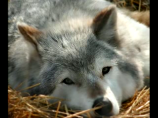 Видеоклип Одинокий волк(Ты уходишь от людей..ты в погоне знаешь толк,ты живешь в мечте своей-Одинокий волк)