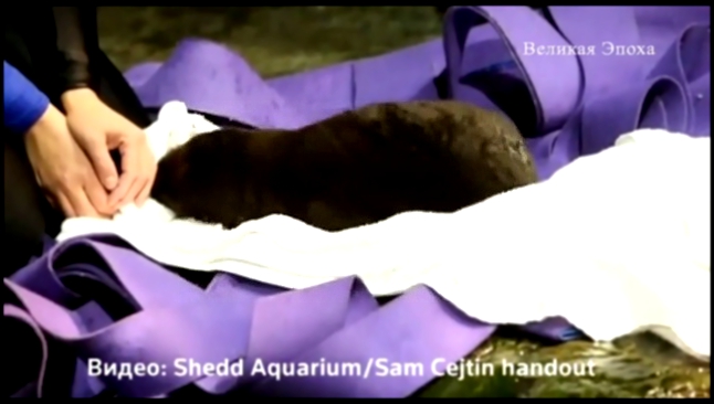 Осиротевшему детенышу выдры из чикагского аквариума придумали имя новости 