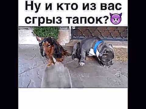 Ну и кто из вас сгрыз тапок???