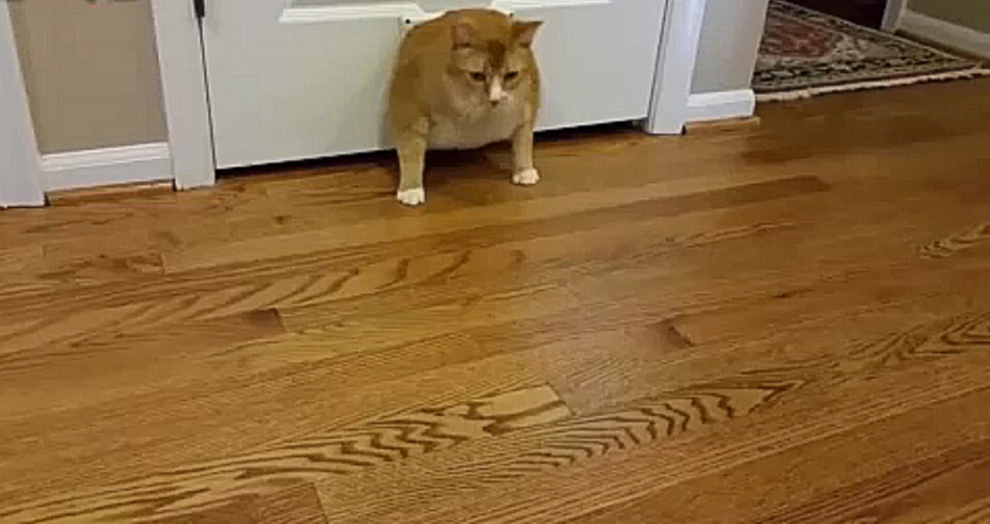 Видеоклип Толстые коты и кошачья дверь
