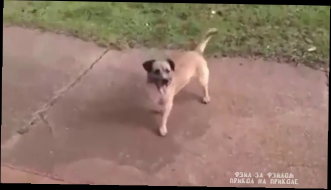 Видеоклип Преданная собака бежала за хозяином который попал в скорую помощь 