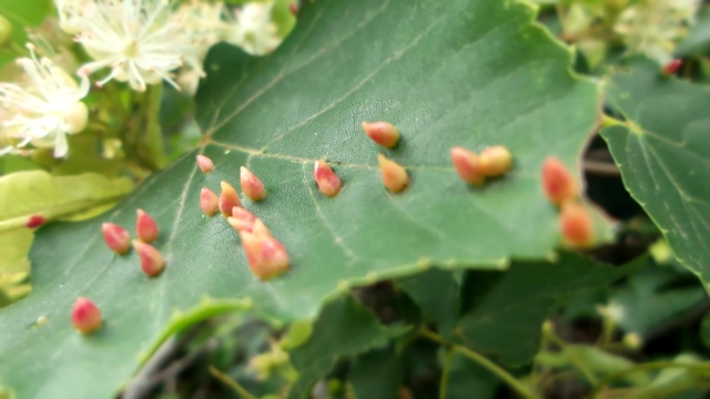 Галлы galla на листьях липы