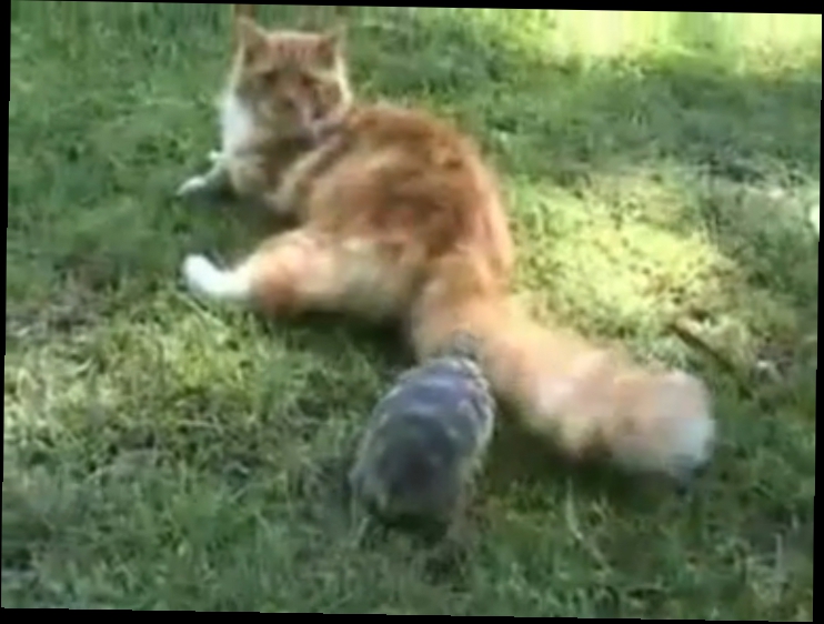 Видеоклип Ужасная черепаха нападает на кота. Приколы про кошек. Юмор.+#$@*.