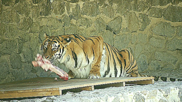 Тигр жуёт   косточку