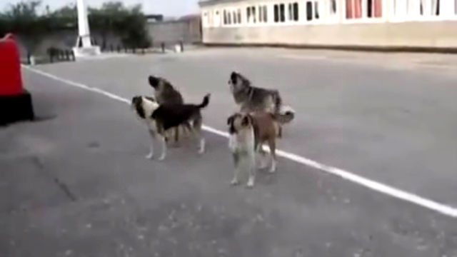 Видеоклип Страшные знаки, собаки в Мариуполе запели гимн России