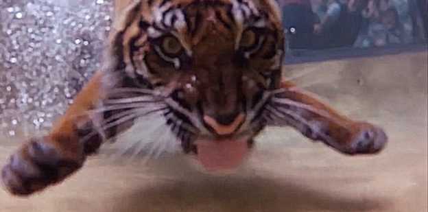 Видеоклип =^.^= Плавающие тигры в австралийском зоопарке