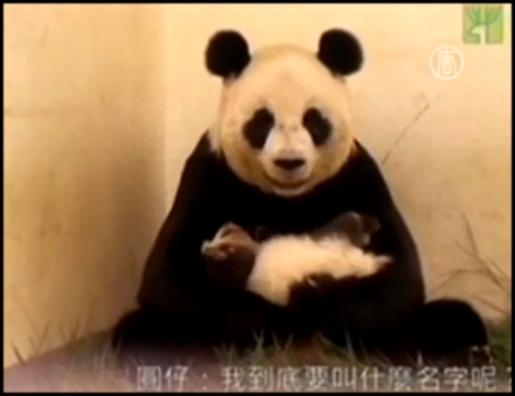 В Тайване успешно растят панду