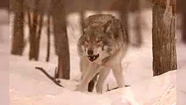 Видеоклип Виталий Цаплин - Одинокий волк