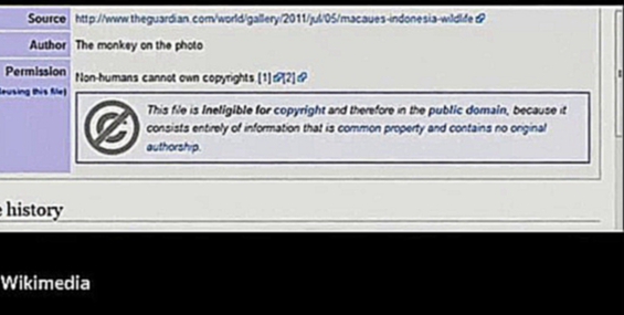 Видеоклип Фотограф будет судиться с Википедией из-за селфи, сделанного макакой