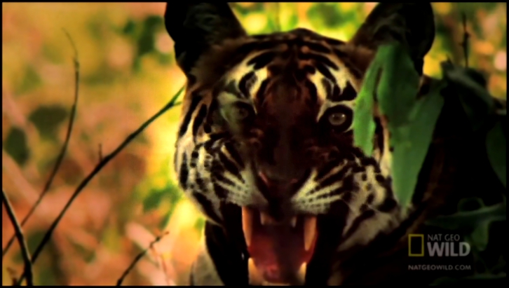 Видеоклип Тигры (лат. Panthera tigris)