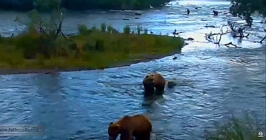 Видеоклип Аляска. Медведица, медвежонок и грозные медведи : Не бойся - Я с тобой!