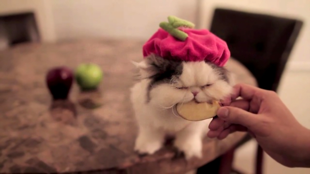 Видеоклип Кошка в костюме яблока ест яблоко