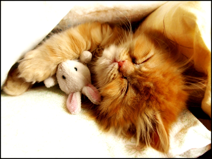 Фото Рыженький котенок сладко спит с маленьким
