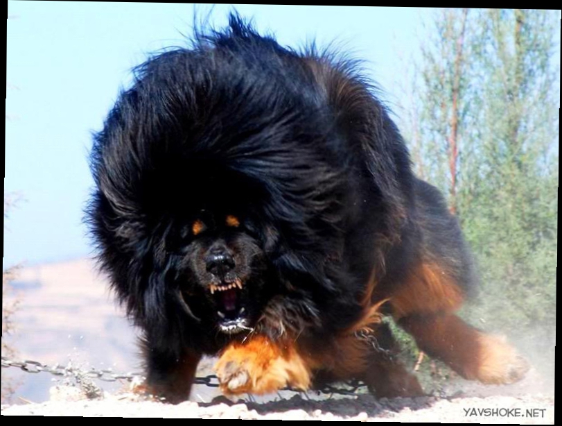 Тибетский мастиф, все породы собак, 101 dogs.
