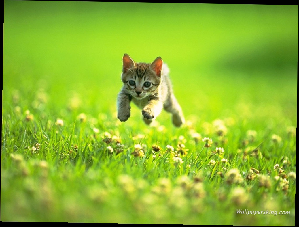 Котенок бежит по траве, кошки, фото, обои на